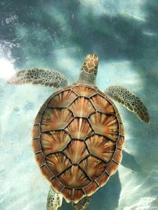 Graceful Sea Turtle — 500-piece jigsaw puzzle