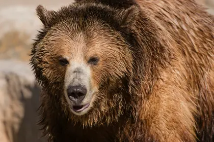 Majestic Brown Bear — 200-piece jigsaw puzzle