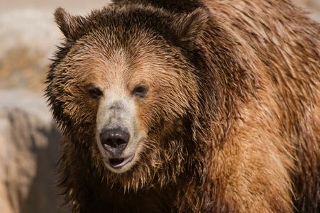 Majestic Brown Bear — 200-piece jigsaw puzzle