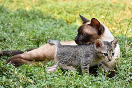 Feline Companions — 400-piece jigsaw puzzle