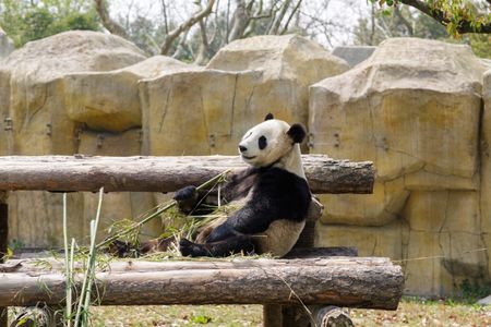 Relaxing Panda Feast — 150-piece jigsaw puzzle