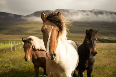 Majestic Mountain Horses — 150-piece jigsaw puzzle