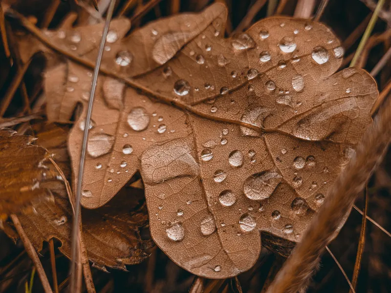 Druppels op herfstblad — 64-stukjes legpuzzel