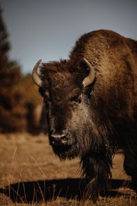 Majestic Bison Stare — 150-piece jigsaw puzzle