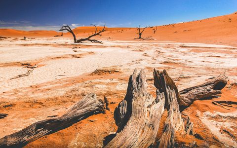 Desolate Desert Driftwood — 200-piece jigsaw puzzle