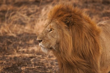 Majestic Lion Portrait — 100-piece jigsaw puzzle