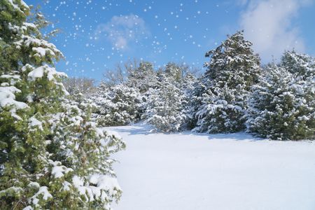 Winter Wonderland Forest — 200-piece jigsaw puzzle
