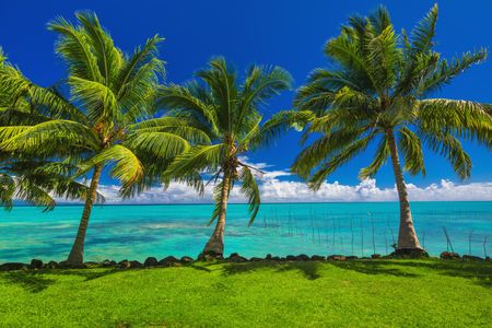 Tropical Paradise Scene — 100-piece jigsaw puzzle