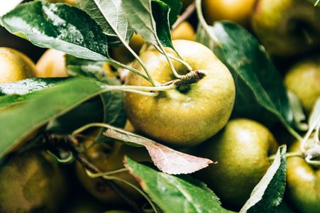 Fresh Golden Apples — 200-piece jigsaw puzzle