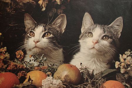 Curious Feline Duo — 200-piece jigsaw puzzle
