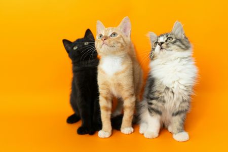 Curious Kittens Trio — 100-piece jigsaw puzzle