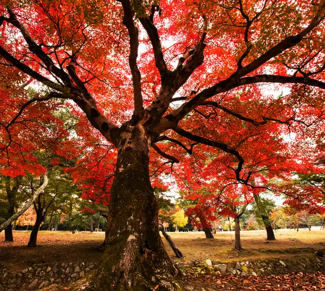 Autumn's Embrace — 150-piece jigsaw puzzle