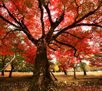 Majestic Autumn Tree — 300-piece jigsaw puzzle