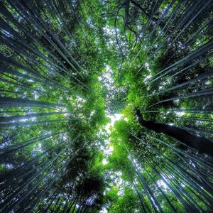 Bamboo Forest Canopy — 300-piece jigsaw puzzle