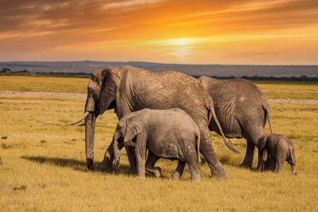 Elephant Family at Sunset — 200-piece jigsaw puzzle