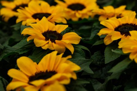 Girasoli in fiore — puzzle da 300 pezzi