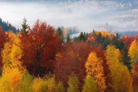Autumn Mist Over Forest — 400-piece jigsaw puzzle