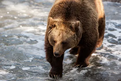 Bear on Ice — 300-piece jigsaw puzzle