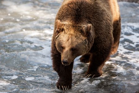 Bear on Ice — 300-piece jigsaw puzzle
