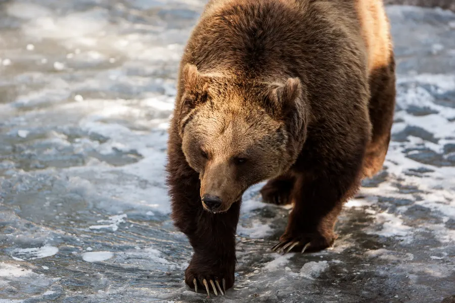 Bear on Ice — 300-piece jigsaw puzzle
