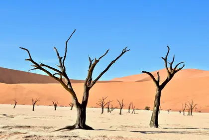 Desolate Desert Trees — 300-piece jigsaw puzzle