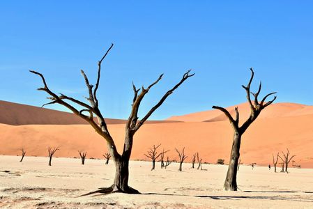 Desolate Desert Trees — 300-piece jigsaw puzzle