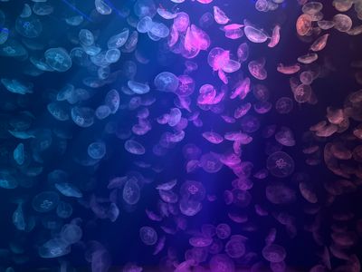 Enchanted Jellyfish Ballet — 200-piece jigsaw puzzle