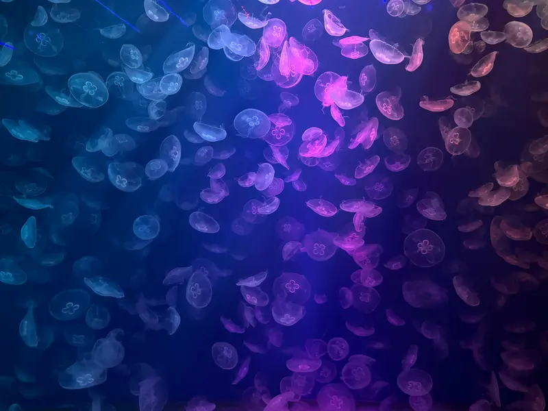 Enchanted Jellyfish Ballet — 200-piece jigsaw puzzle