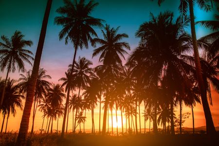 Tropical Sunset Oasis — 300-piece jigsaw puzzle