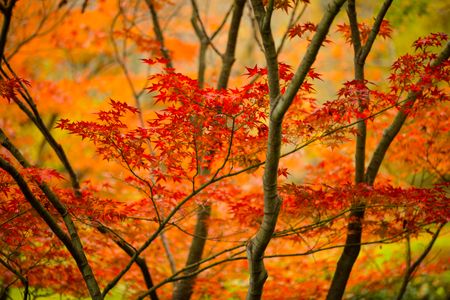Autumn Maple Symphony — 300-piece jigsaw puzzle