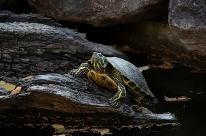 Turtle on Log — 300-piece jigsaw puzzle