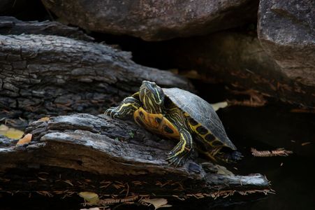 Schildpad op stam — 300-stukjes legpuzzel