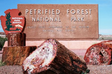Petrified Forest Discovery — 100-piece jigsaw puzzle