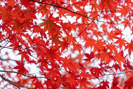 Vibrant Autumn Leaves — 150-piece jigsaw puzzle