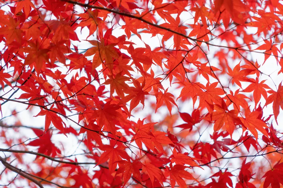 Vibrant Autumn Leaves — 150-piece jigsaw puzzle