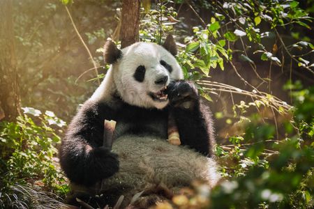 Panda's Bamboo Feast — 200-piece jigsaw puzzle