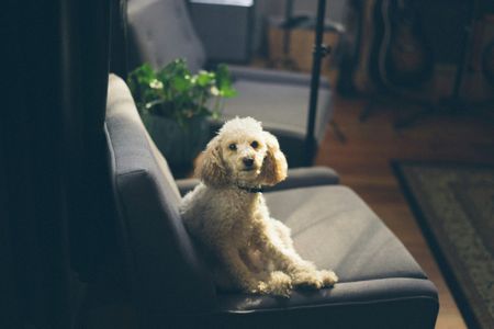 Cozy Canine Lounge — 500-piece jigsaw puzzle