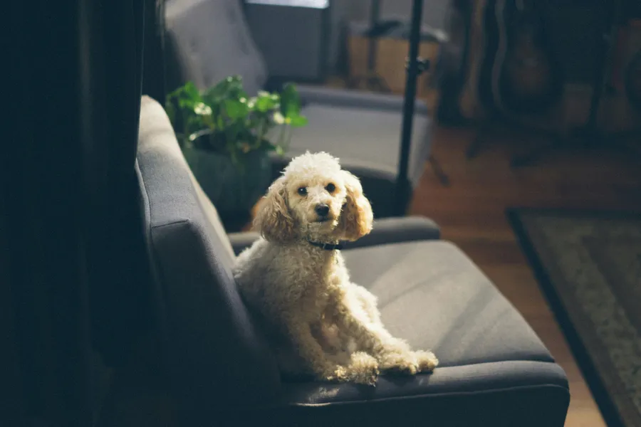 Cozy Canine Lounge — 500-piece jigsaw puzzle
