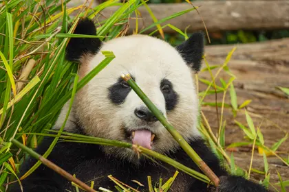 Panda Munching Bamboo — 64-piece jigsaw puzzle