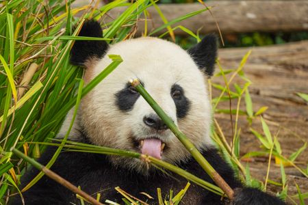 Panda Munching Bamboo — 64-piece jigsaw puzzle
