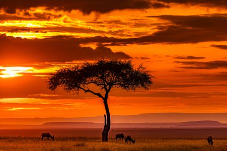 Serengeti Sunset Serenade — 300-piece jigsaw puzzle