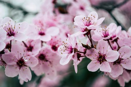 Blossoming Sakura Dream — 150-piece jigsaw puzzle