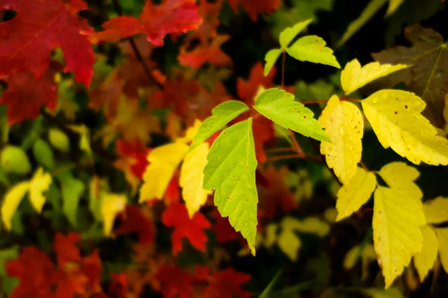 Autumn Leaf Symphony — 300-piece jigsaw puzzle