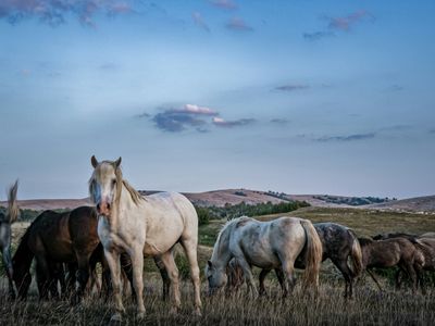 Horses in Tranquil Pasture — 200-piece jigsaw puzzle