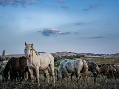 Horses in Tranquil Pasture — 200-piece jigsaw puzzle