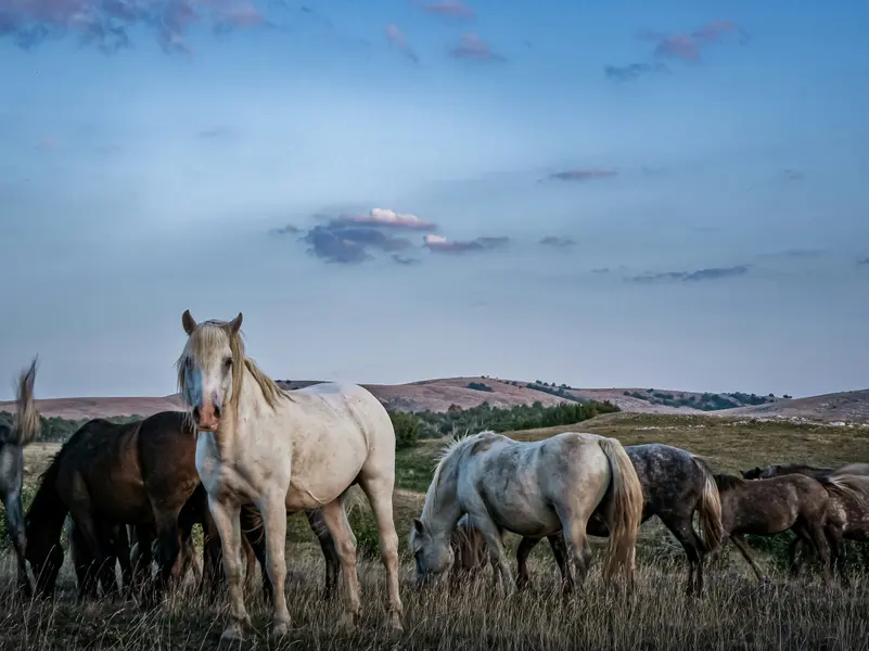 Horses in Tranquil Pasture — 200-piece jigsaw puzzle