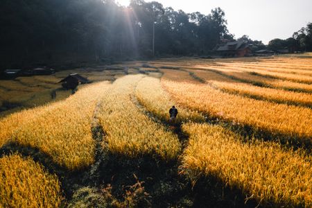 Golden Field Serenity — 150-piece jigsaw puzzle