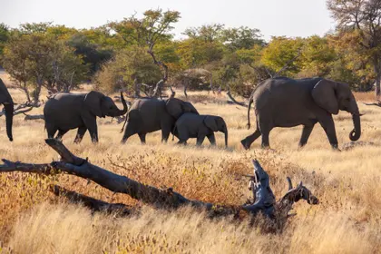 Elephants in the Savanna — 400-piece jigsaw puzzle