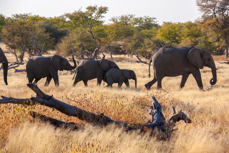 Elephants in the Savanna — 400-piece jigsaw puzzle
