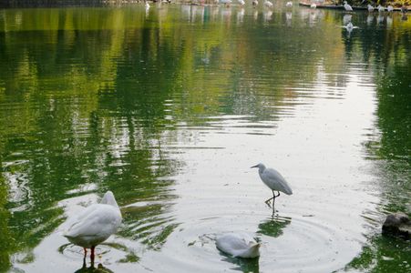 Serene Pond Reflections — 300-piece jigsaw puzzle